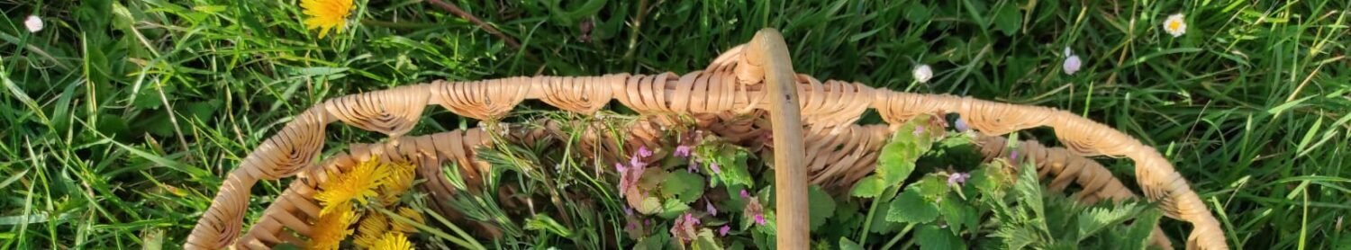 activités dans la nature plantes sauvages comestibles plantes médicinales jeux dans la nature