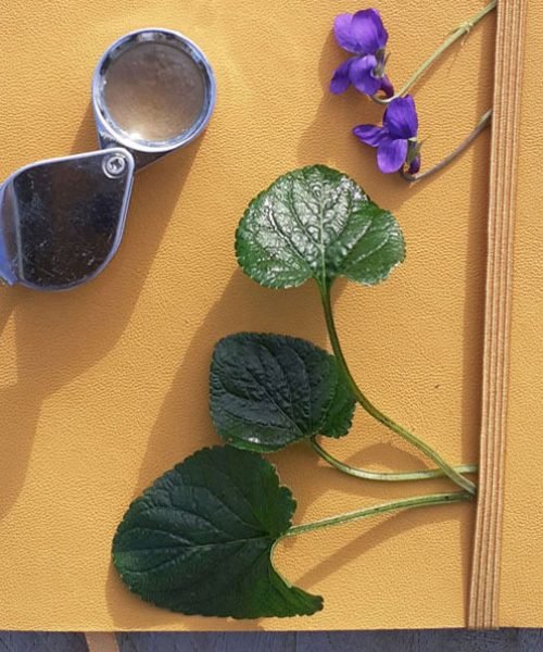 Atelier-formation plantes sauvages comestibles