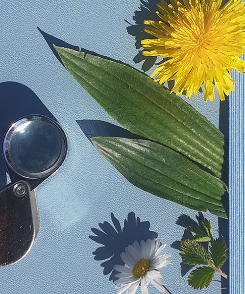 Atelier-formation plantes médicinales
