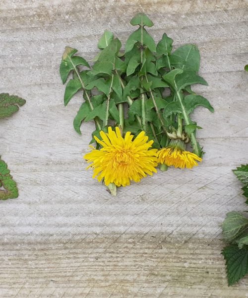 Balade plantes sauvages comestibles et médicinales